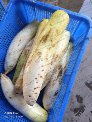 Gran raíz de verduras Daikon rábano Mooli cuchillo de piel máquina de pelar 0,75kw