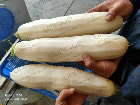 Mooli Peeler Máquina automática de pelar para industrias de procesamiento de alimentos y rábano daikon