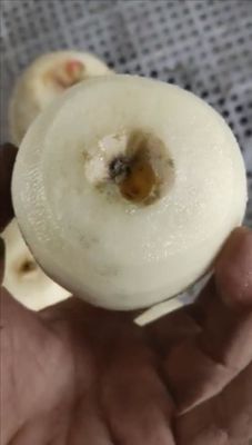 500 KG Máquina totalmente automática para pelar y descascar frutas industriales de manzana y pera de kiwi para 2022