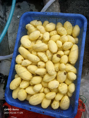 220V/380V / Máquina de pelar verduras comerciales personalizadas para verduras de raíz eléctricas