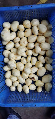 Máquina de lavado y pelado de patatas de tensión personalizada para industrias de procesamiento de alimentos