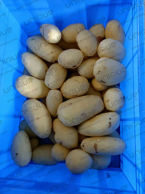 Máquina de lavado y pelado de patatas de tensión personalizada para industrias de procesamiento de alimentos